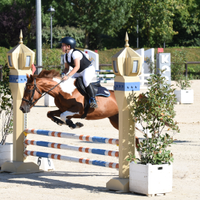 Pony femmina per salto e dressage