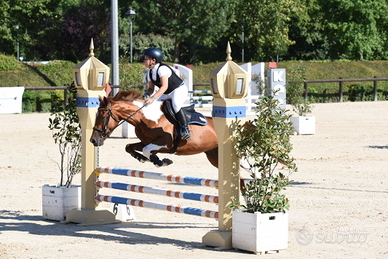 Pony femmina per salto e dressage