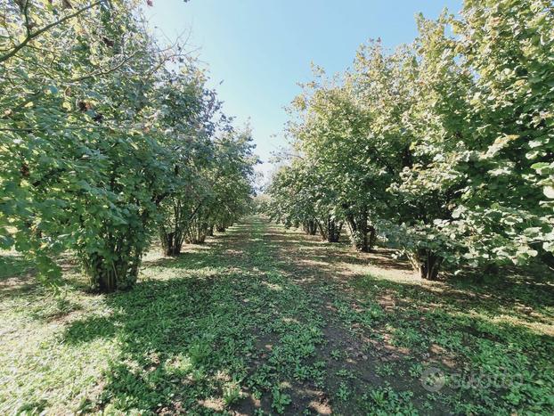 Terreno Agricolo - Gallese