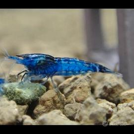 Neocaridine Blue Dream ?