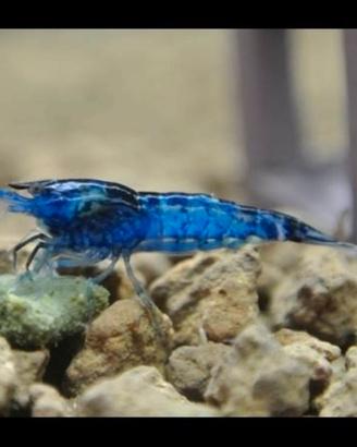 Neocaridine Blue Dream ?