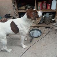 Cucciolo cane addestrato per tartufi