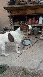 Cucciolo cane addestrato per tartufi