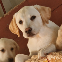 Cuccioli Labrador Retriever