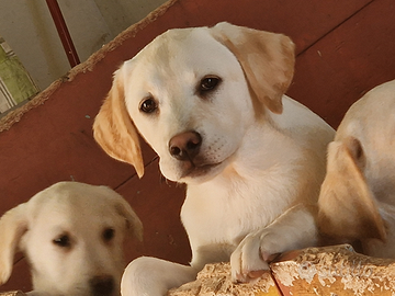 Cuccioli Labrador Retriever