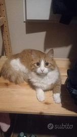 Gatti smarriti