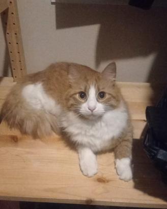 Gatti smarriti