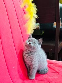British shorthair