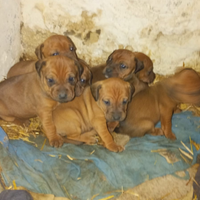 Cuccioli simil bracco 2mesi