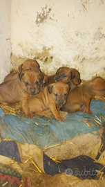 Cuccioli simil bracco 2mesi