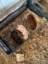 Cuccioli pincher