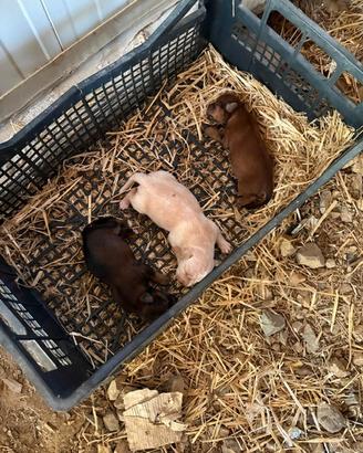 Cuccioli pincher