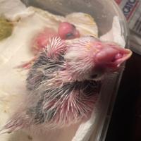 Pullo di Calopsite pezzato perlato bianco