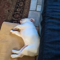 Disponibili 2 cuccioli di bulldog inglese