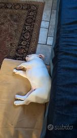 Disponibili 2 cuccioli di bulldog inglese