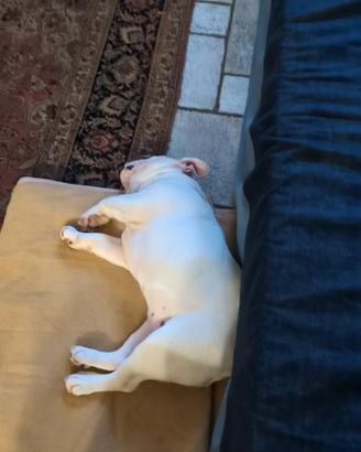 Disponibili 2 cuccioli di bulldog inglese