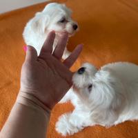 Maltesi maltese