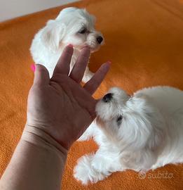Maltesi maltese