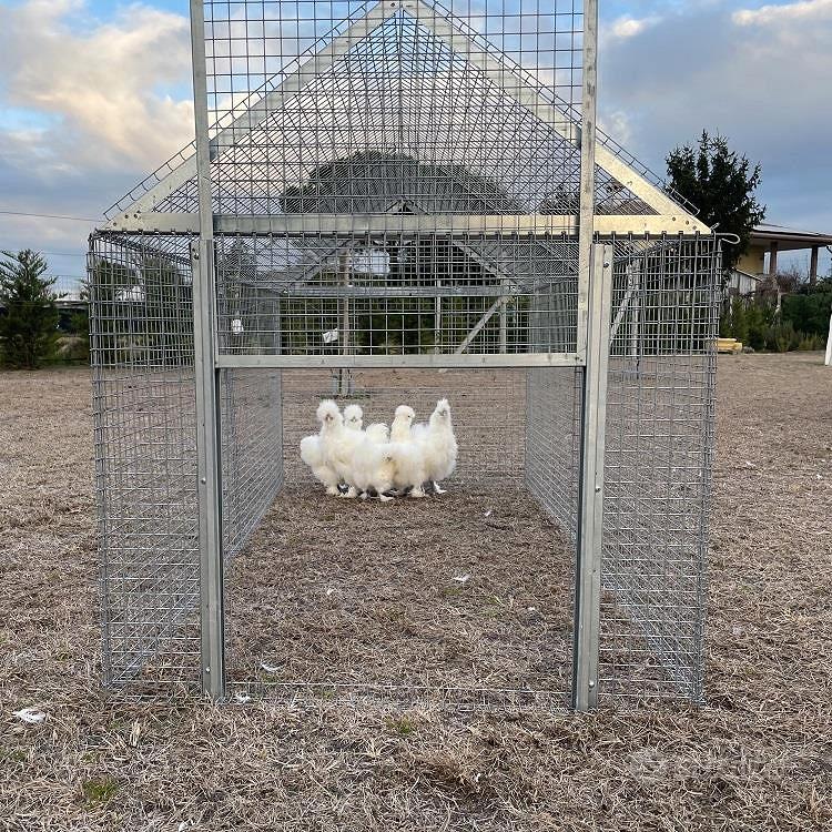 Pollaio da giardino per galline ovaiole RECINTO GABBIA VOLIERA