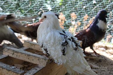 Colombi ricci colombi ricciuti