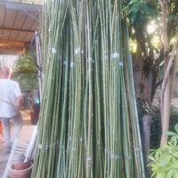 canne di bambu