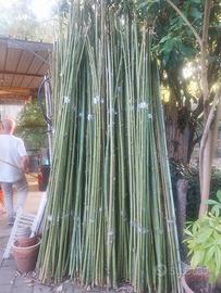 canne di bambu