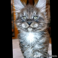 Maine coon