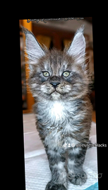 Maine coon