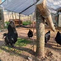 Cemani australorp marans Legbar auracana olivegger