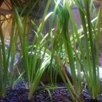 Pianta acquario vallisneria