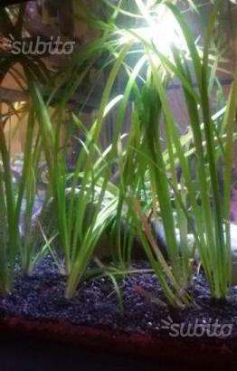 Pianta acquario vallisneria