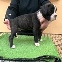 Cuccioli di boxer