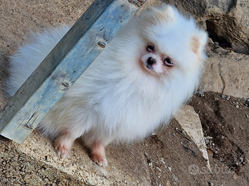 Spitz tedeschi nano o pomerania per accoppiamento