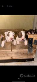 Cuccioli di american Pitbull terrier