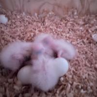 Pulli di Calopsite serie bianca