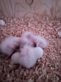 Pulli di Calopsite serie bianca