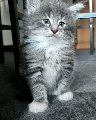 Cucciolo norvegese pelo lungo pedigree anfi