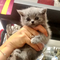 Cuccioli di British Shorthair alta qualità