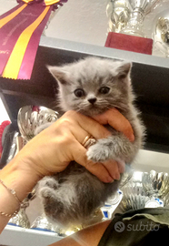 Cuccioli di British Shorthair alta qualità