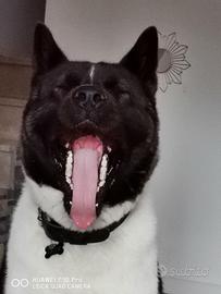 Akita americano per accoppiamento