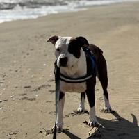 Amstaff per accoppiamento