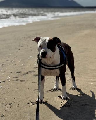 Amstaff per accoppiamento