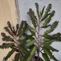 piante di kalanchoe daigremontiana 
