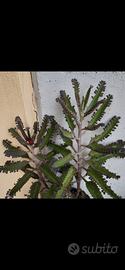 piante di kalanchoe daigremontiana 