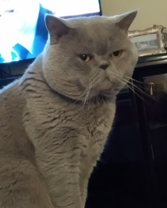 Accoppiamento gatto