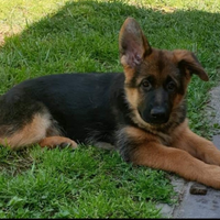 Cuccioli pastore tedesco pelo lungo e pelo normale