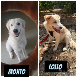 Dolcissimi e meravigliosi cuccioli bianchi