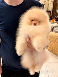 Spitz di Pomerania nano