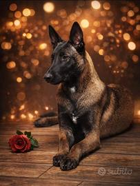 Malinois con pedigree monta
