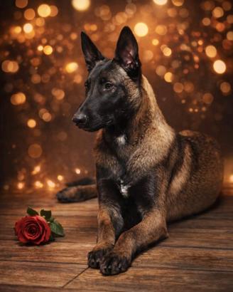 Malinois con pedigree monta